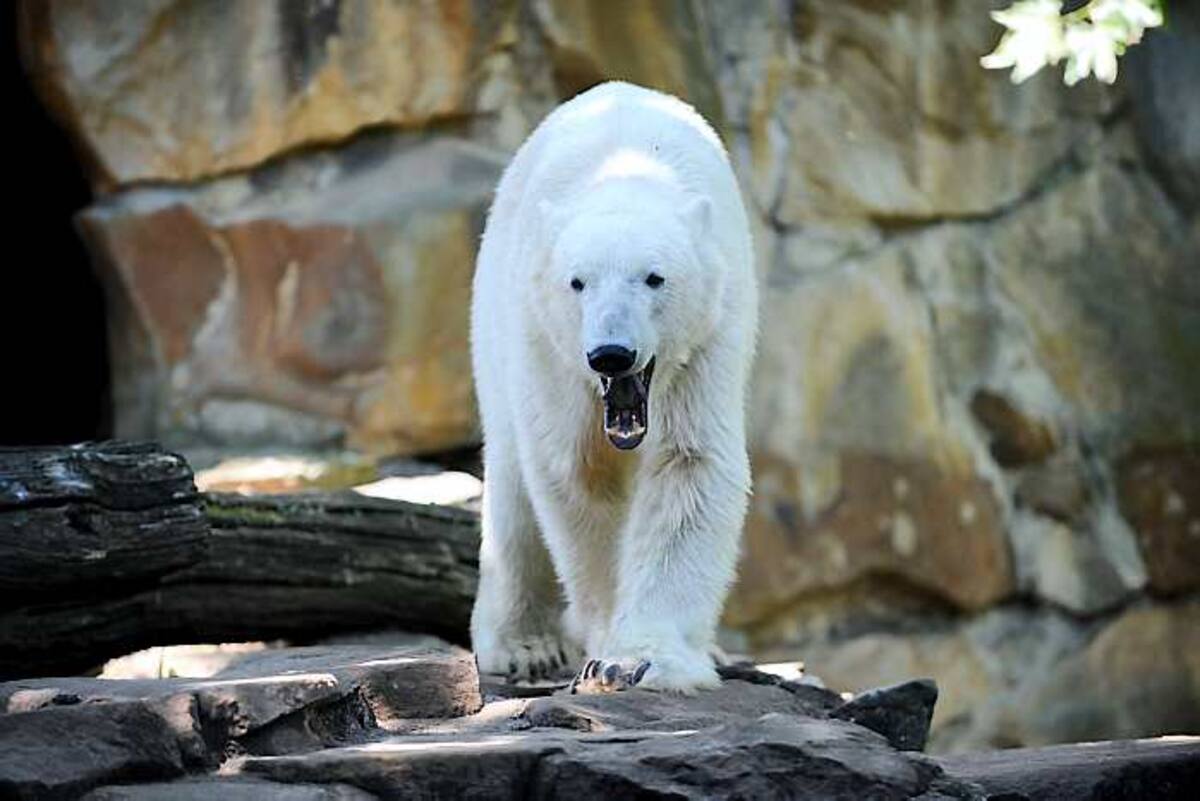 Desde el corpulento oso polar hasta el pequeño gorrión casero han comenzado a perder peso. AFP BARBARA SAX
