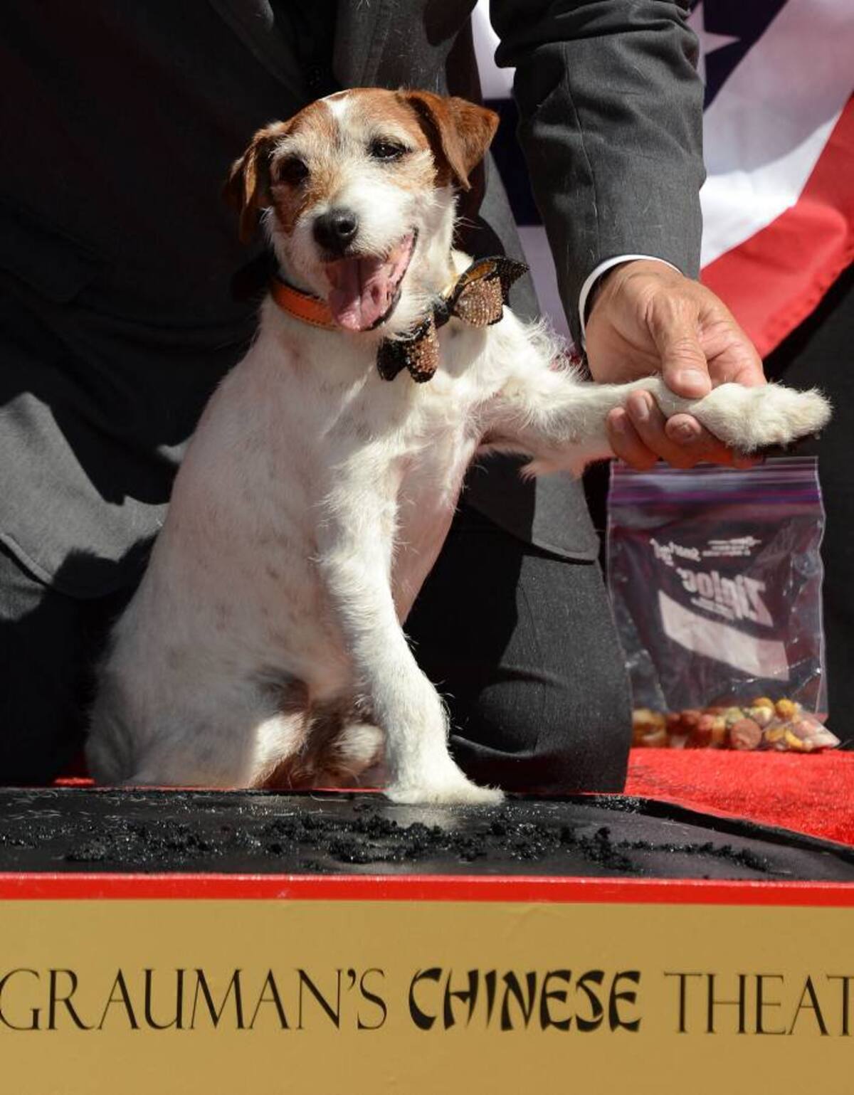 Uggie dejó sus patas pintadas en el cemento de Hollywood. AFP