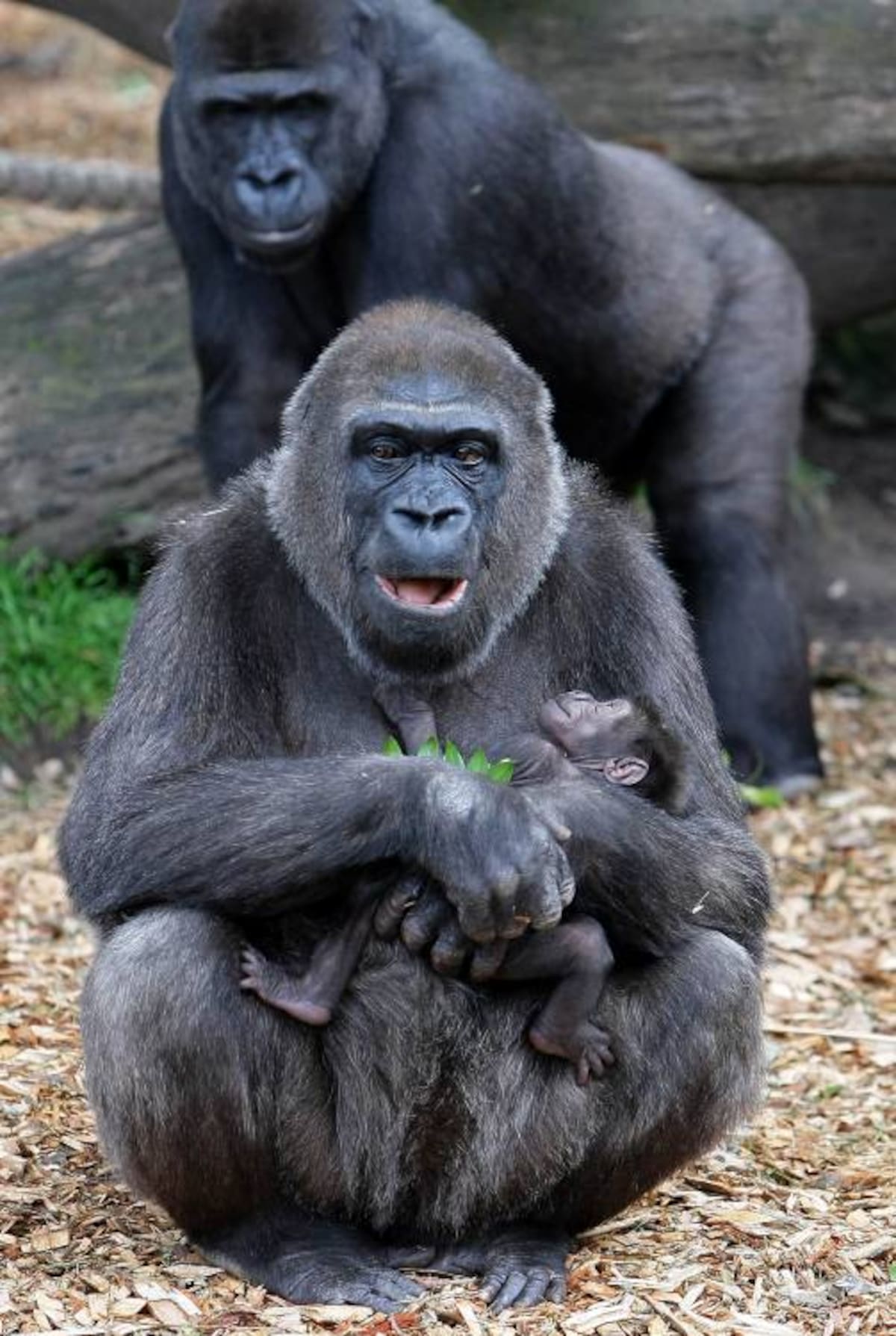 AFP TORSTEN BLACKWOOD