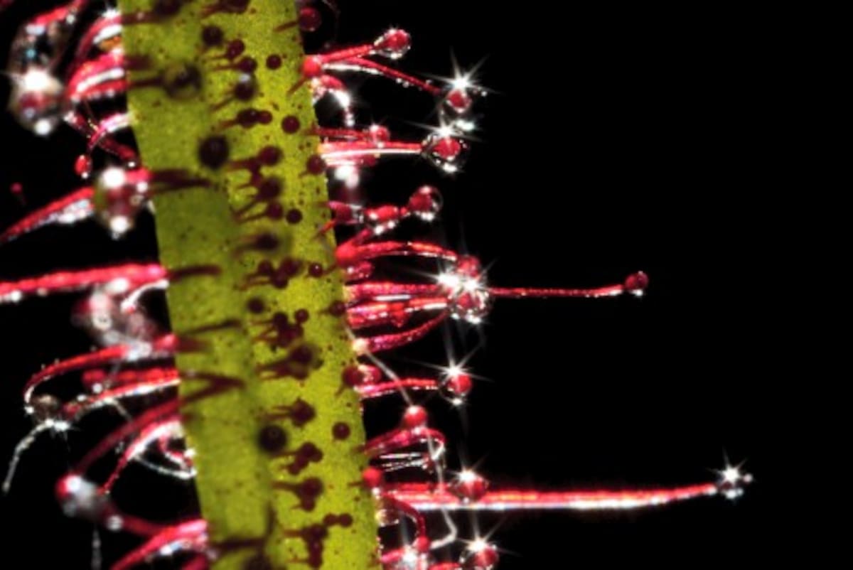 Una Drosera Binata.