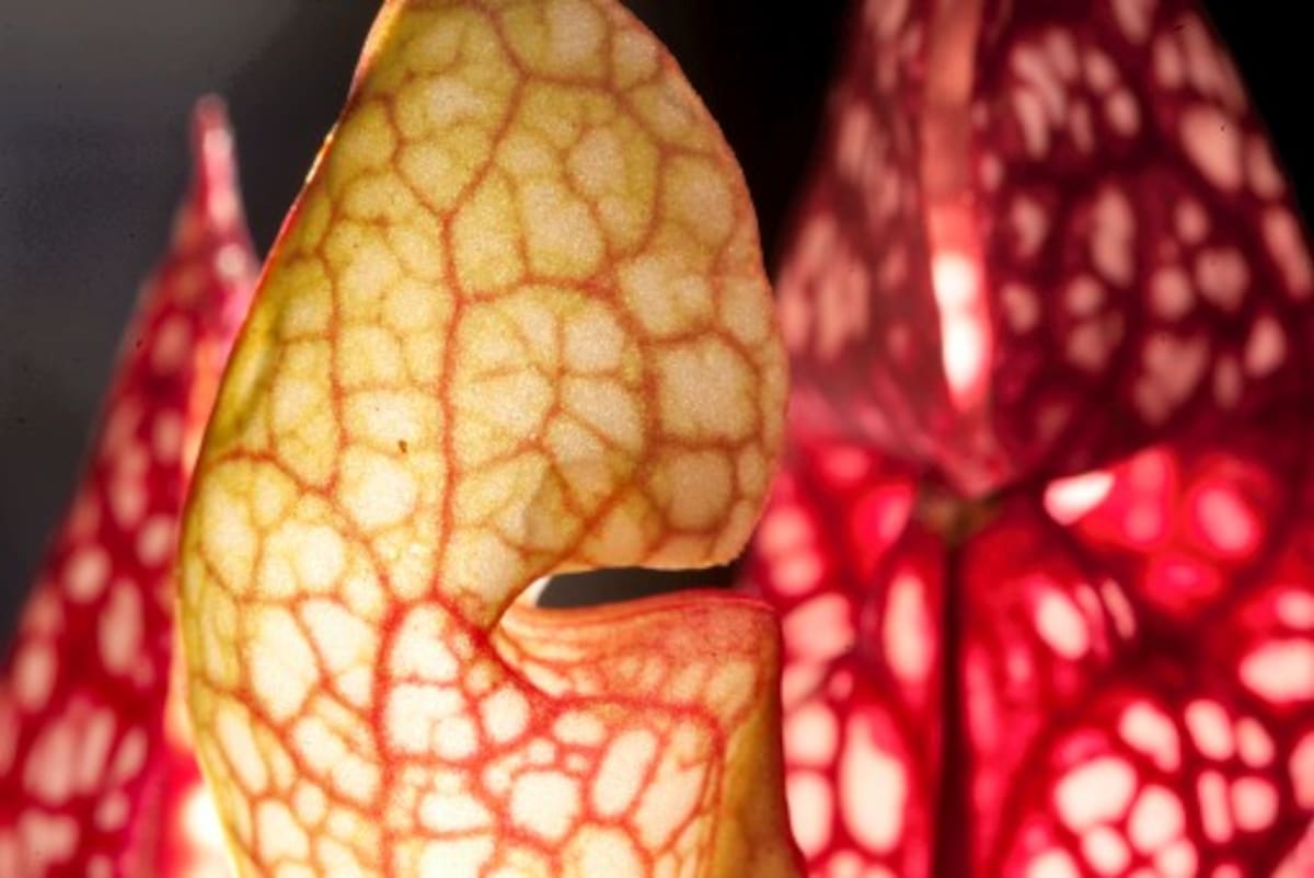 Una Sarracenia Scarlett. FOTOS/ William Fernando Martínez
