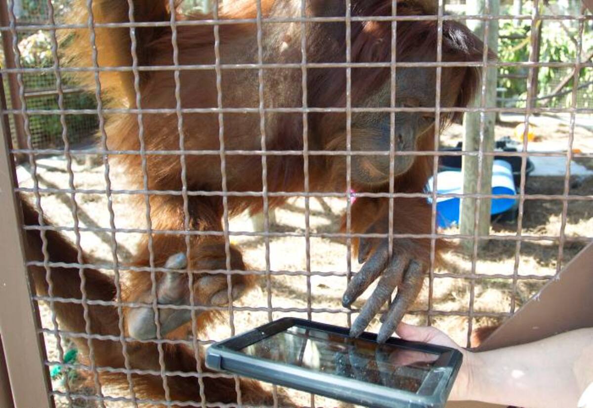 El iPad y otras computadoras con pantallas táctiles ofrecen una oportunidad para que los animales se comuniquen con gente no entrenada en su lenguaje de señas.