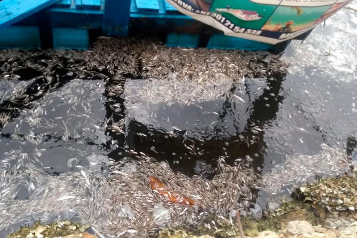 Reportan mortandad de miles de peces en El Laguito