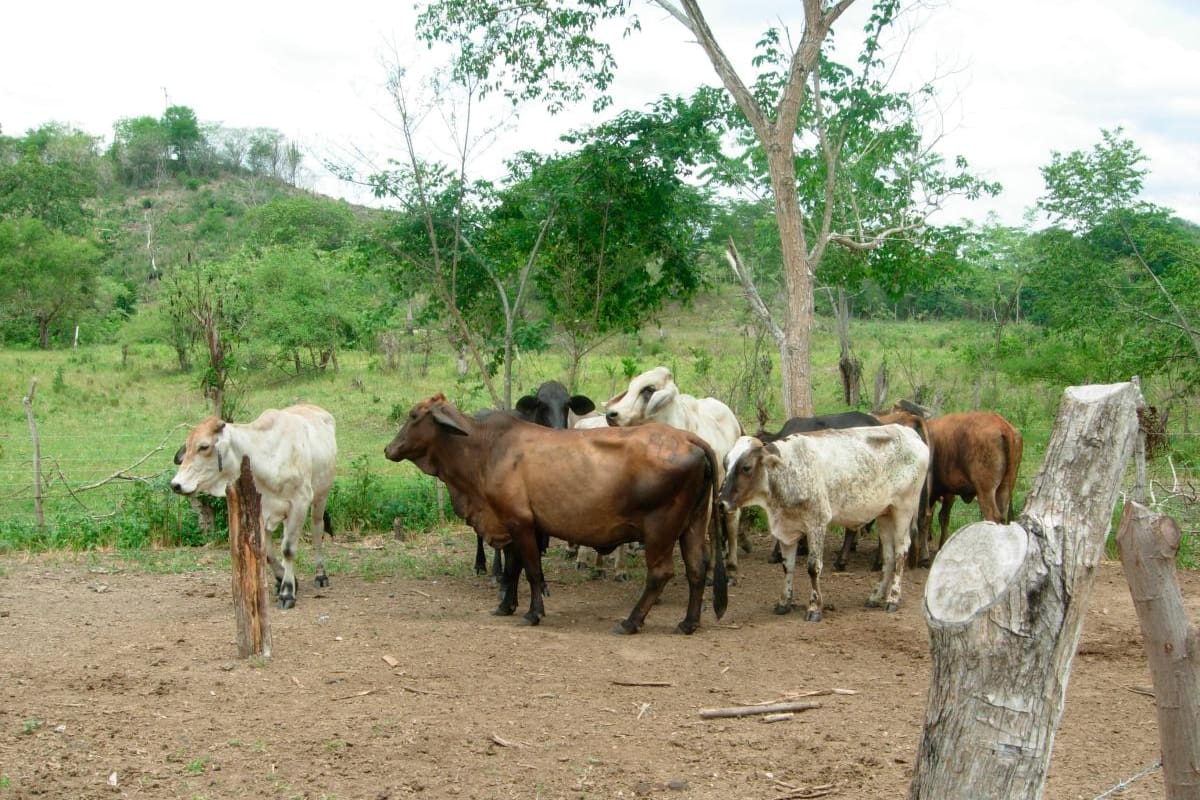 Fenómeno de ‘El Niño’: 8.877 reses muertas en Colombia reporta Fedegán