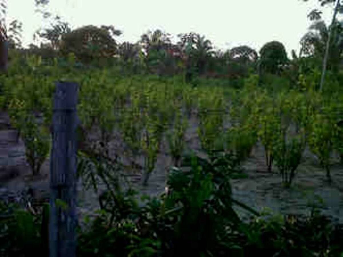 Así mismo, el informe señala que la producción de ésta disminuye. COLPRENSA