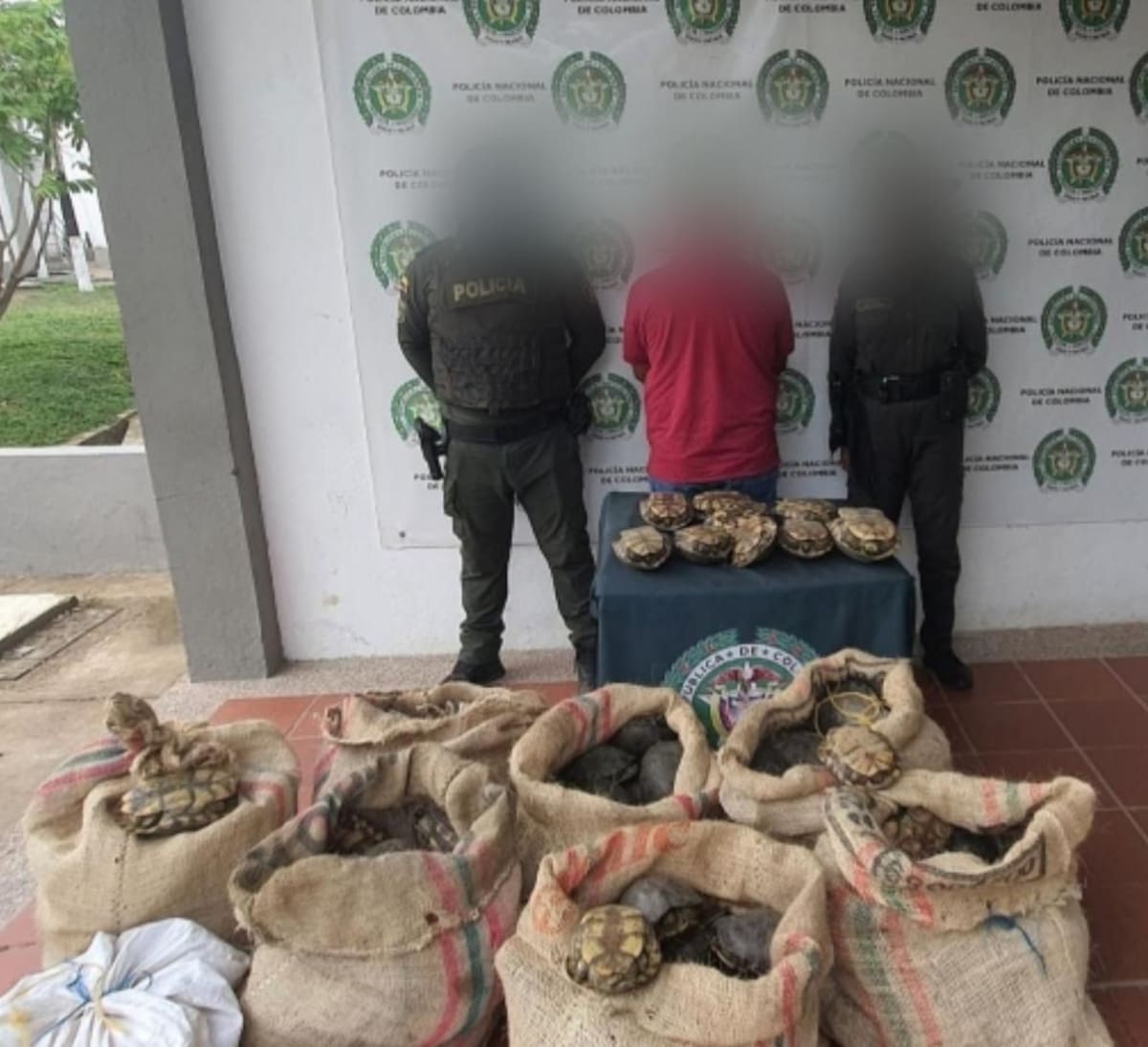 250 hicoteas rescatadas en Magangué - Bolívar .