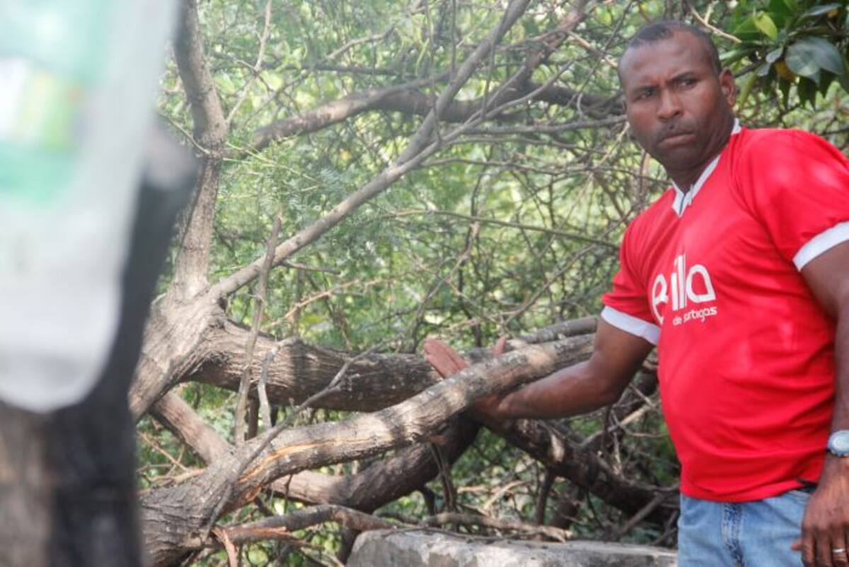 Bajo estas ramas quedó atrapado Calixto SANTIAGO PRECIADO- ELUNIVERSAL.COM.CO