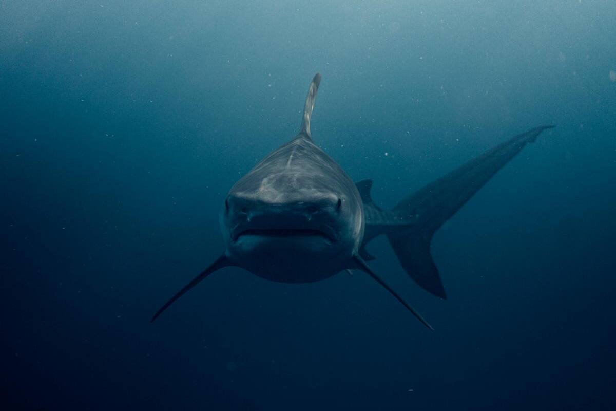Una mujer es herida de gravedad por el ataque de un tiburón toro