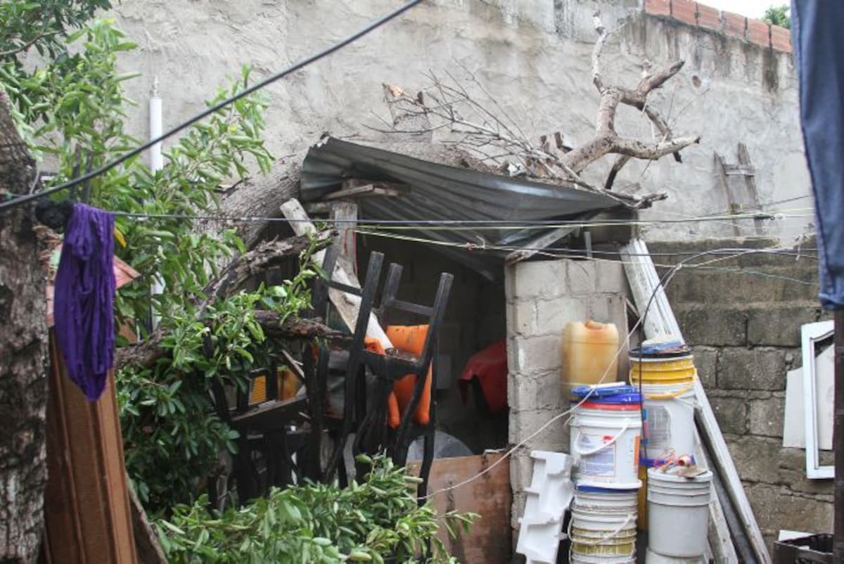 Unas ramas del árbol cayeron en una bodega que tiene la familia en al patio. DANIELA BUELVAS - EL UNIVERSAL
