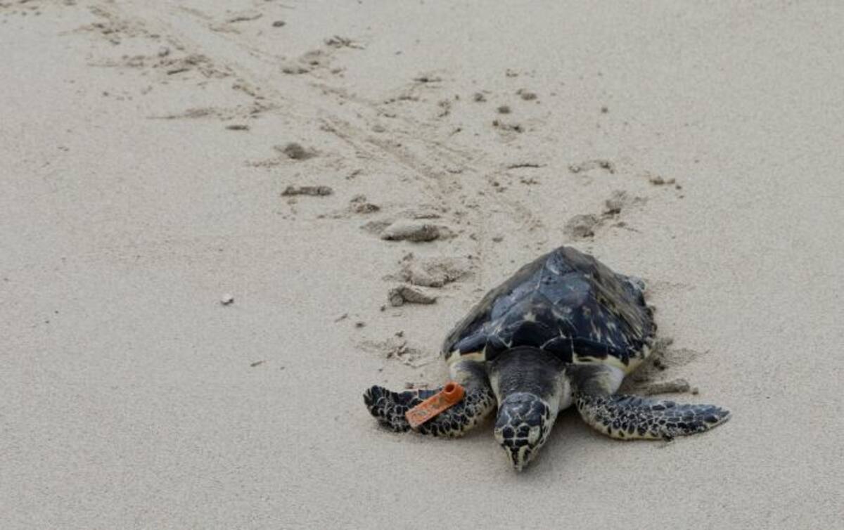 El Ministerio de Medio Ambiente pretende cerrar por siete meses 1,1 kilómetros de Playa Blanca a fin de garantizar las condiciones ambientales adecuadas para que la tortuga carey complete su periodo de fabricación de nido y postura de huevos. EFE Ricardo Maldonado Rozo