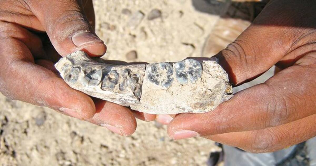 El sitio fue hallado cuatro años atrás en el centro-norte de la provincia de Santa Cruz (sur de Argentina) aunque fue dado a conocer esta semana por el sitio Ciencia, Tecnología y Sociedad (CTyS) de la Universidad de La Matanza (UNL). AFP