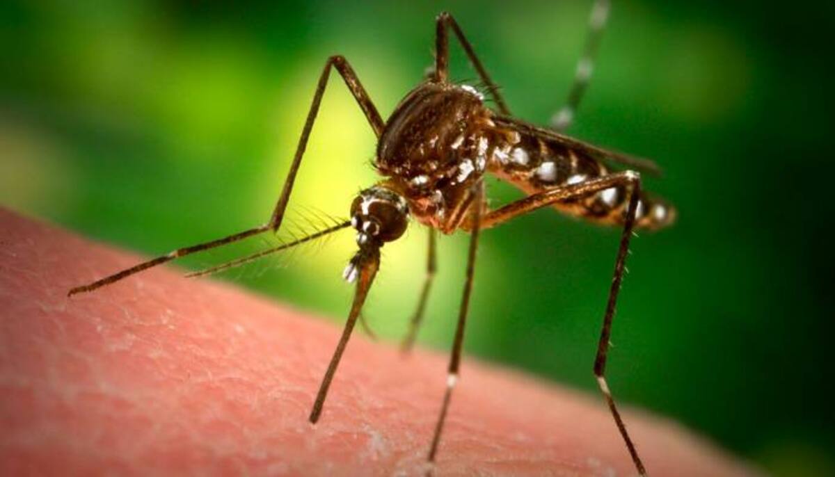 Mosquito del virus del Nilo Cortesía
