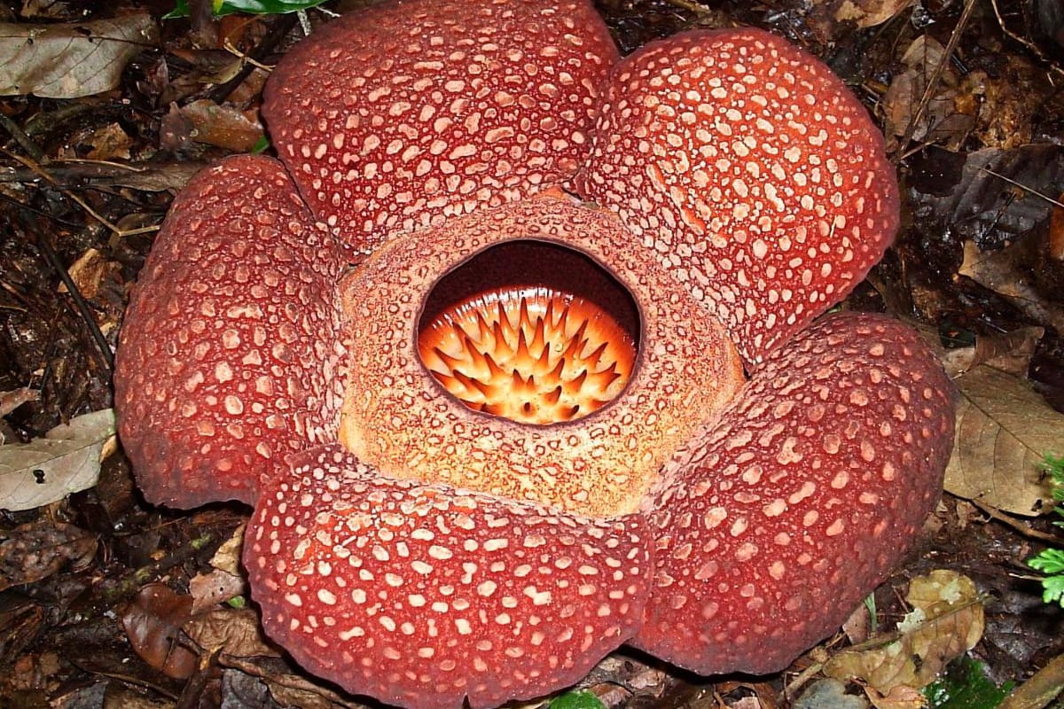La mayoría de las gigantes y apestosas flores Rafflesia están amenazadas