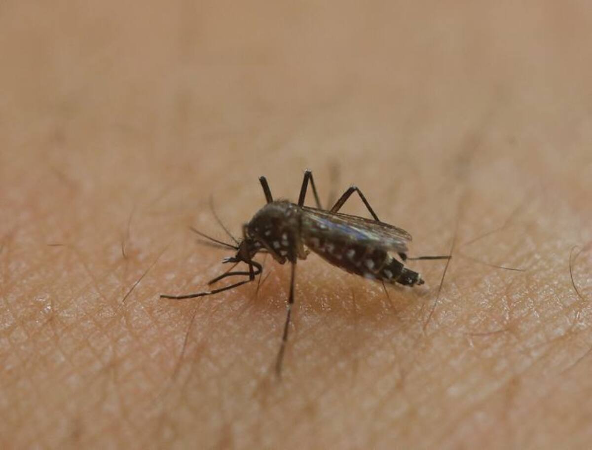 En el país se cuentan a la fecha 13.531 casos notificados del Zika. Archivo.
