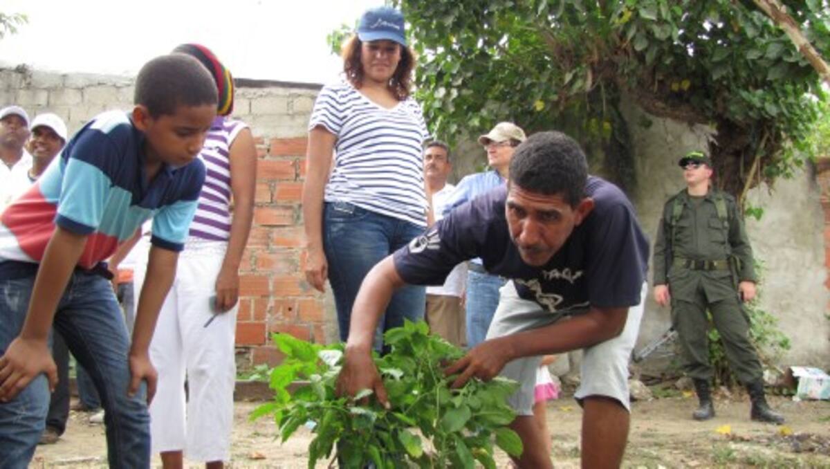 Roberto Magallanes comenzó a cosechar ají dulce, berenjena, apio, rábano y plátano desde hace tres meses en el patio de su casa en Olaya Herrera. Aquí muestra uno de los ajíes cultivados. La Alcaldesa observa. ANIBAL THERAN TOM-EL UNIVERSAL