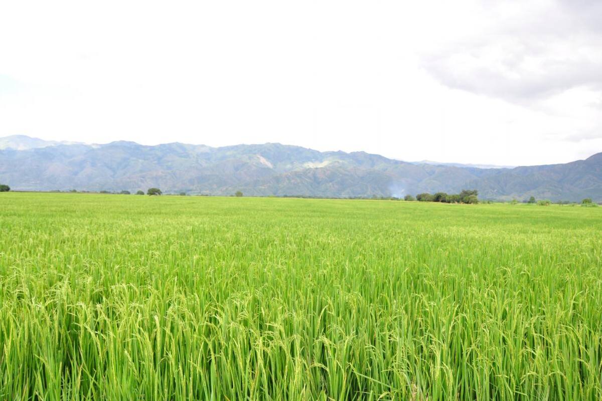 Fedearroz defiende incentivo a almacenamiento del grano