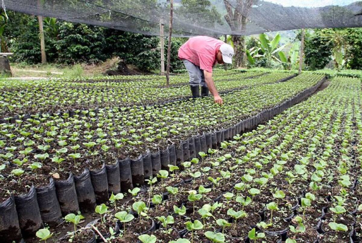 La entidad financiera concede en promedio tasas de DTF+3,46 para grandes productores. COLPRENSA