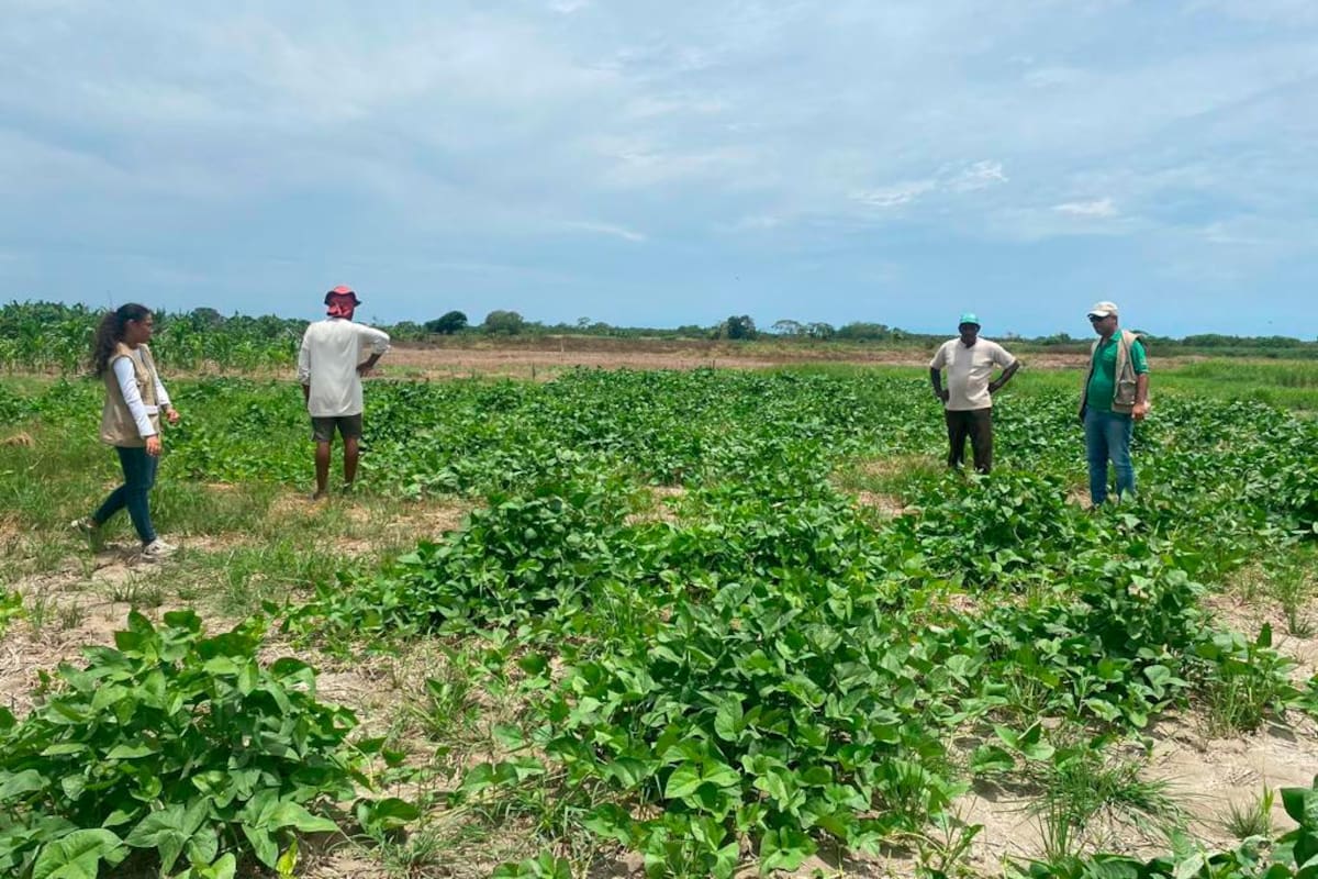Fenómeno del Niño podría afectar el agro, ¿qué puedo hacer para mitigarlo?
