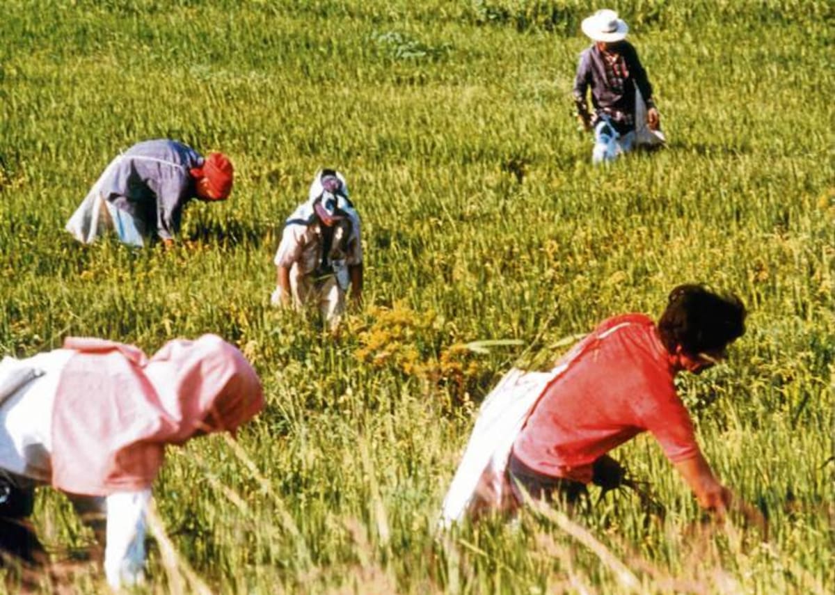 Entre 2007 y 2011 las hectáreas sembradas con semillas Genéticamente Modificadas (GM) se incrementaron en un 253%.