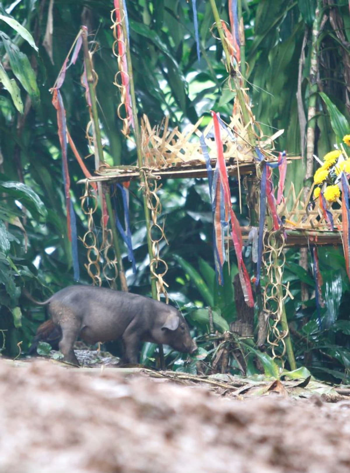 Un jabalí busca comida cerca de las ofrendas de oración para una operación de rescate exitosa de niños de un equipo de fútbol juvenil y su entrenador en la cueva de Tham Luang en el parque no forestal Khun Nam Nang. EFE PONGMANAT TASIRI