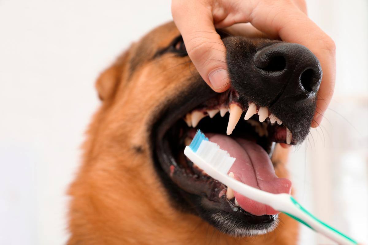 El cuidado dental de los perros