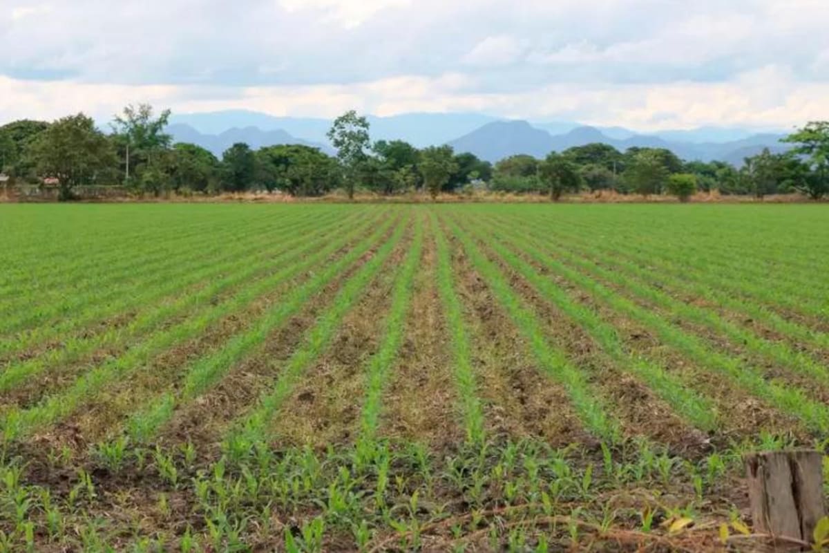 Por crisis en Monómeros, Gobierno Petro importará fertilizantes y los subsidiará