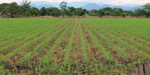 Por crisis en Monómeros, Gobierno Petro importará fertilizantes y los subsidiará