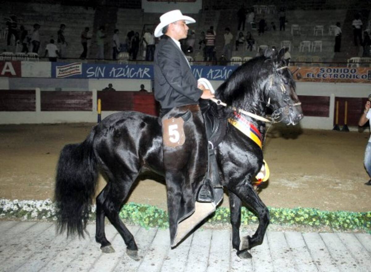 Gran Campeón Paso Fino “Sendero Luminoso”, montado por José Osorno.