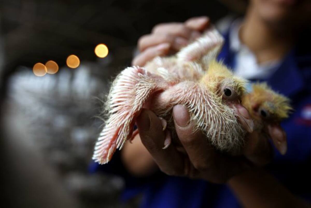 Aún no se tiene prueba de que el virus H7N9 sea transmisible entre humanos. AP