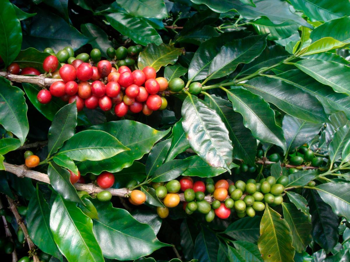 Estados Unidos, Japón, Bélgica, Alemania, Corea del Sur, Canadá, Australia, México, China y Reino Unidos, los principales destinos del café exportado por Colombia. // Cortesía