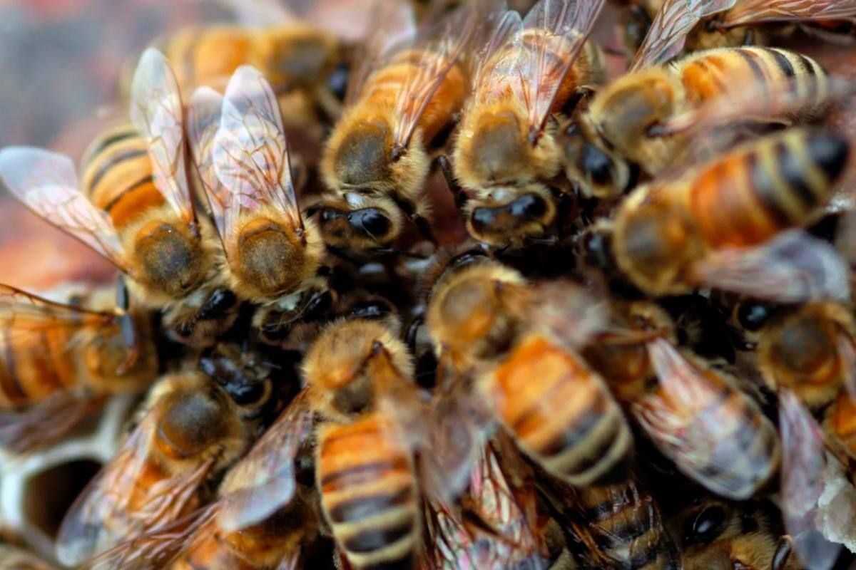 Hombre murió tras ser atacado por abejas