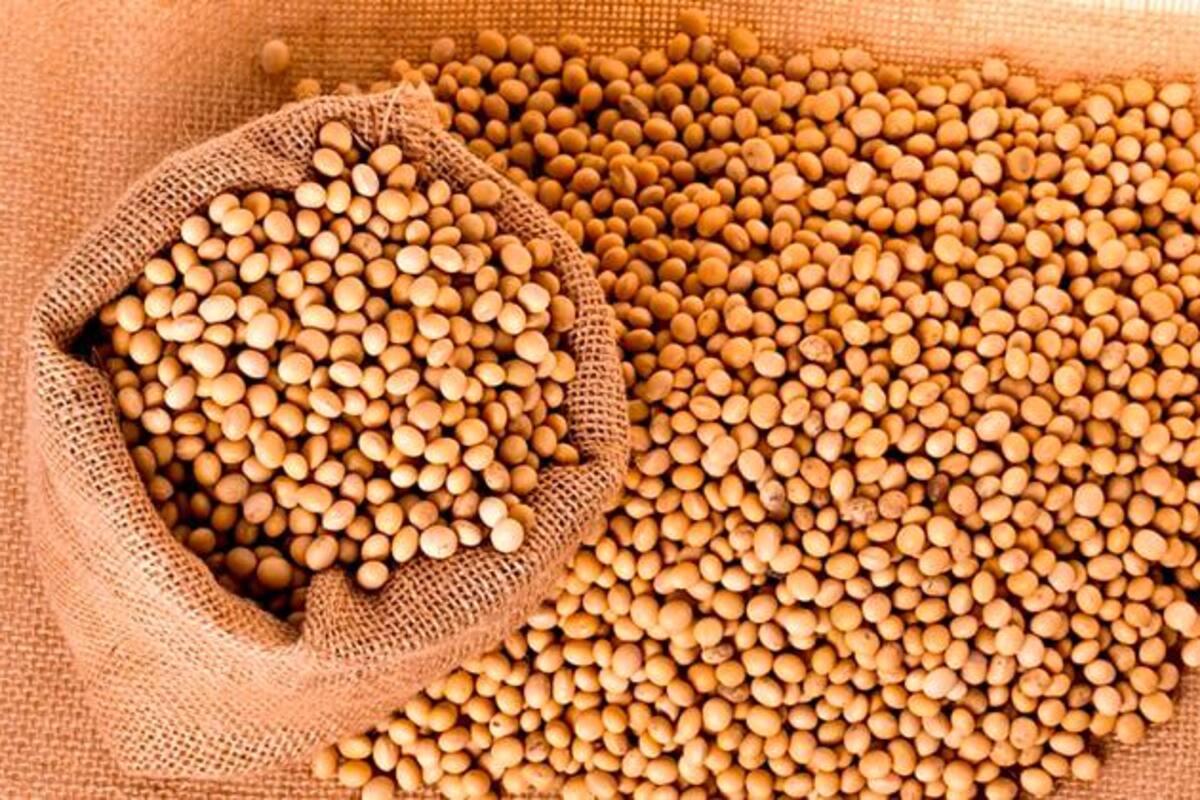 Que no germine la piratería de semillas en el campo