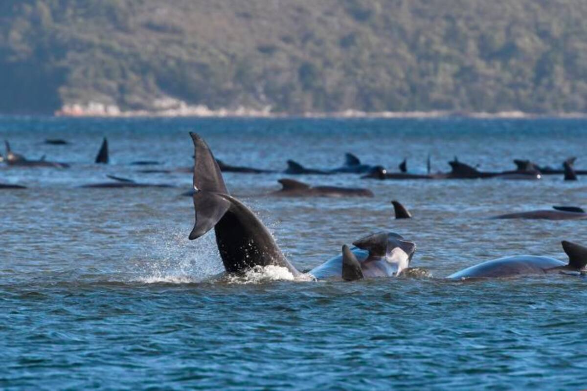 Mueren 380 ballenas varadas en el sur de Australia
