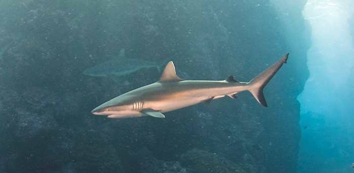 Ya son cuatro ataques de este tipo en Australia en 14 meses COLPRENSA