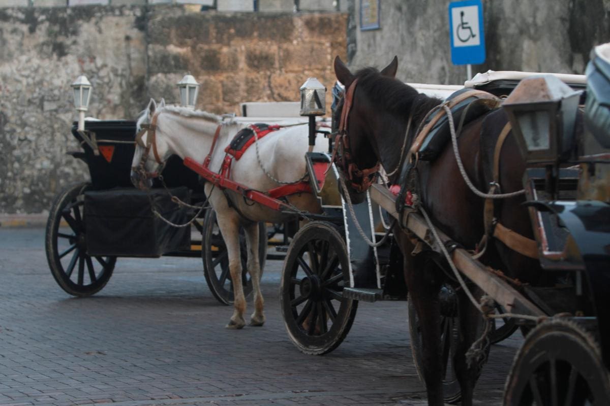 Hagamos memoria: 6 tristes noticias protagonizadas por caballos cocheros