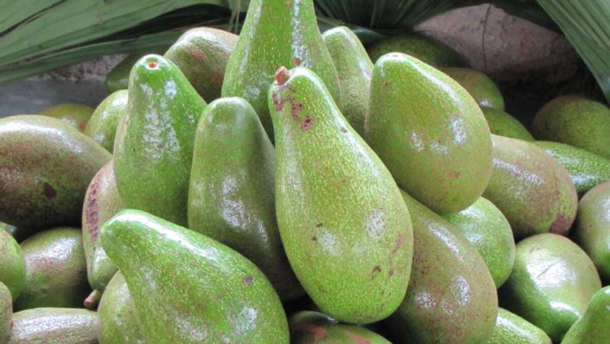 El aguacate, pese a las limitaciones de plagas, sigue siendo un referente en los Montes de María. HFA-EL UNIVERSAL