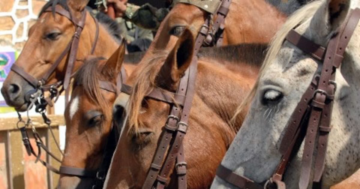 Carlos Castro was kicked by his horse and did not survive, in Mompox