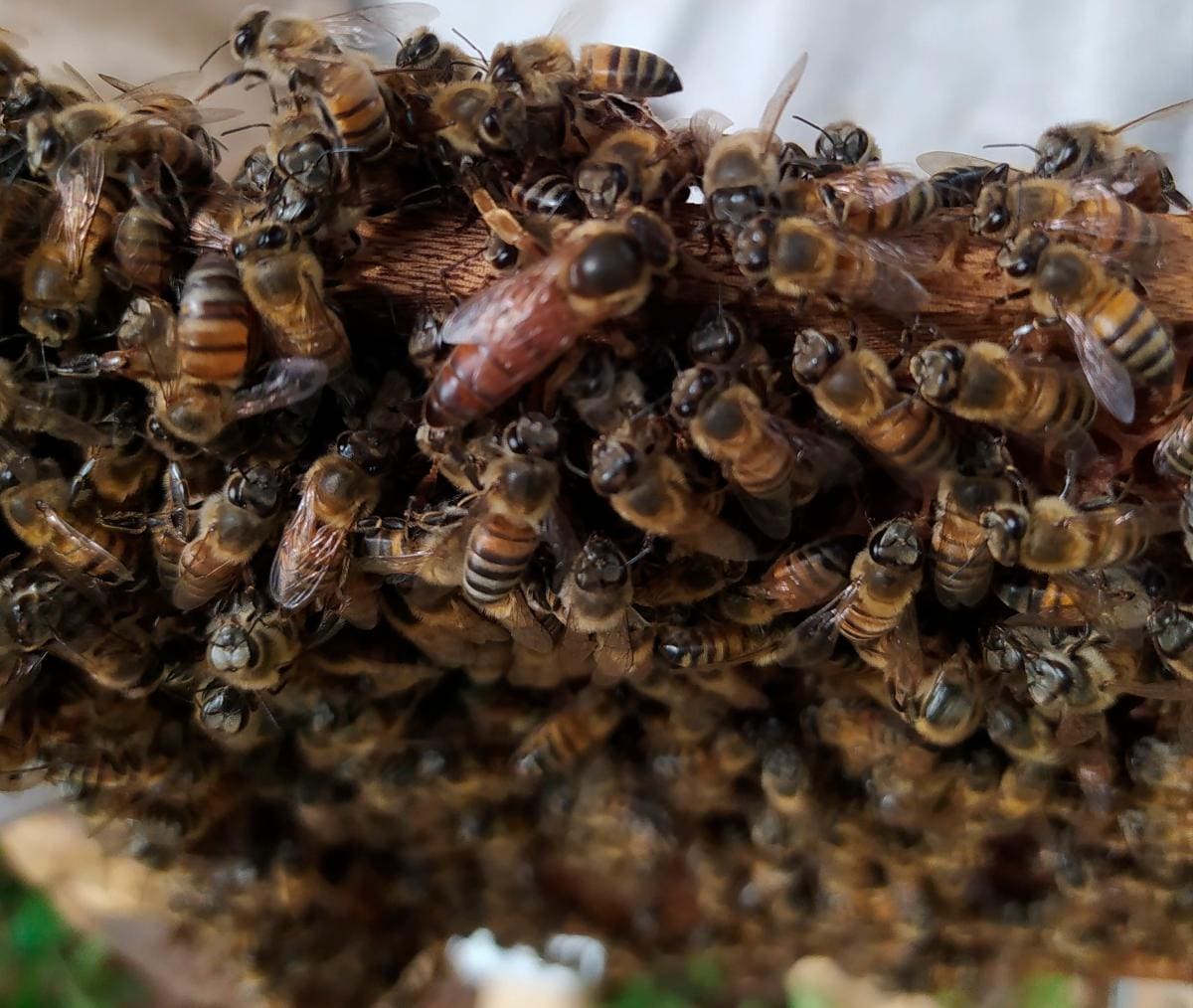 Grupo de abejas rodeando a la reina de la colmena. //Cortesía: Jalelys Leones