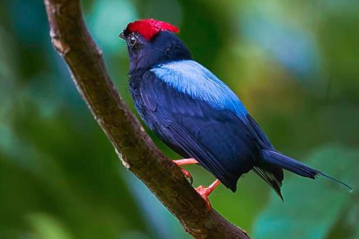 ¡A pajarear!: Día Mundial de las Aves Migratorias