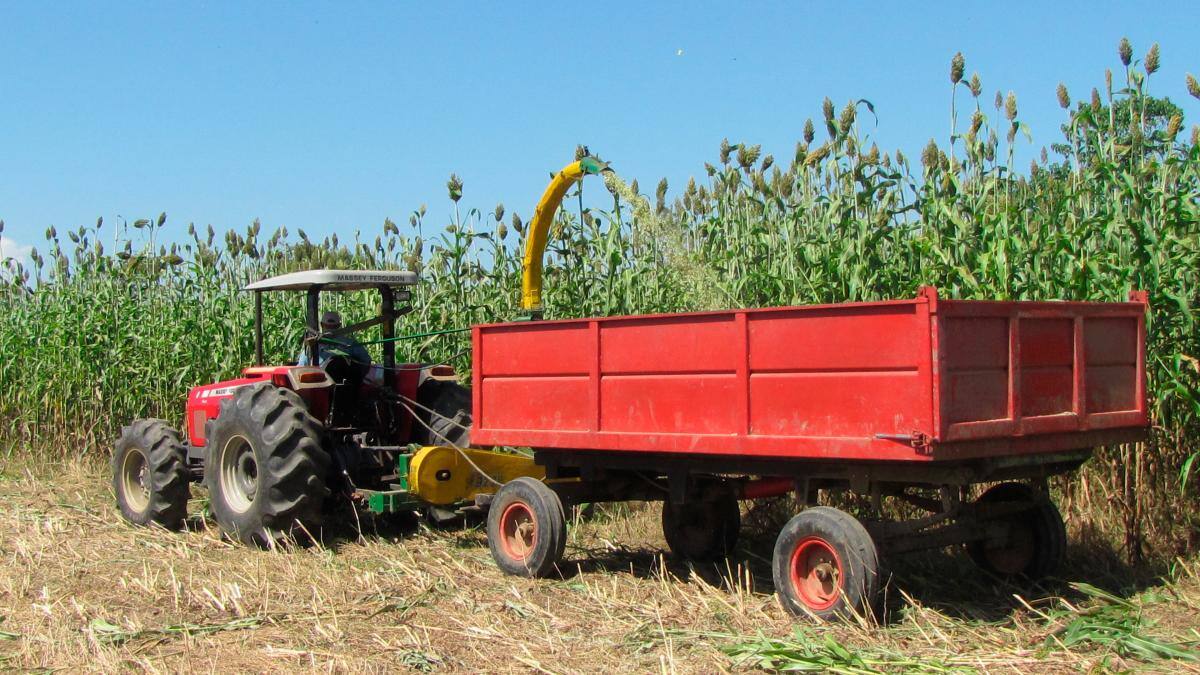 En el pasado se utilizó sorgo para elaborar el ensilado. //HFA -EU