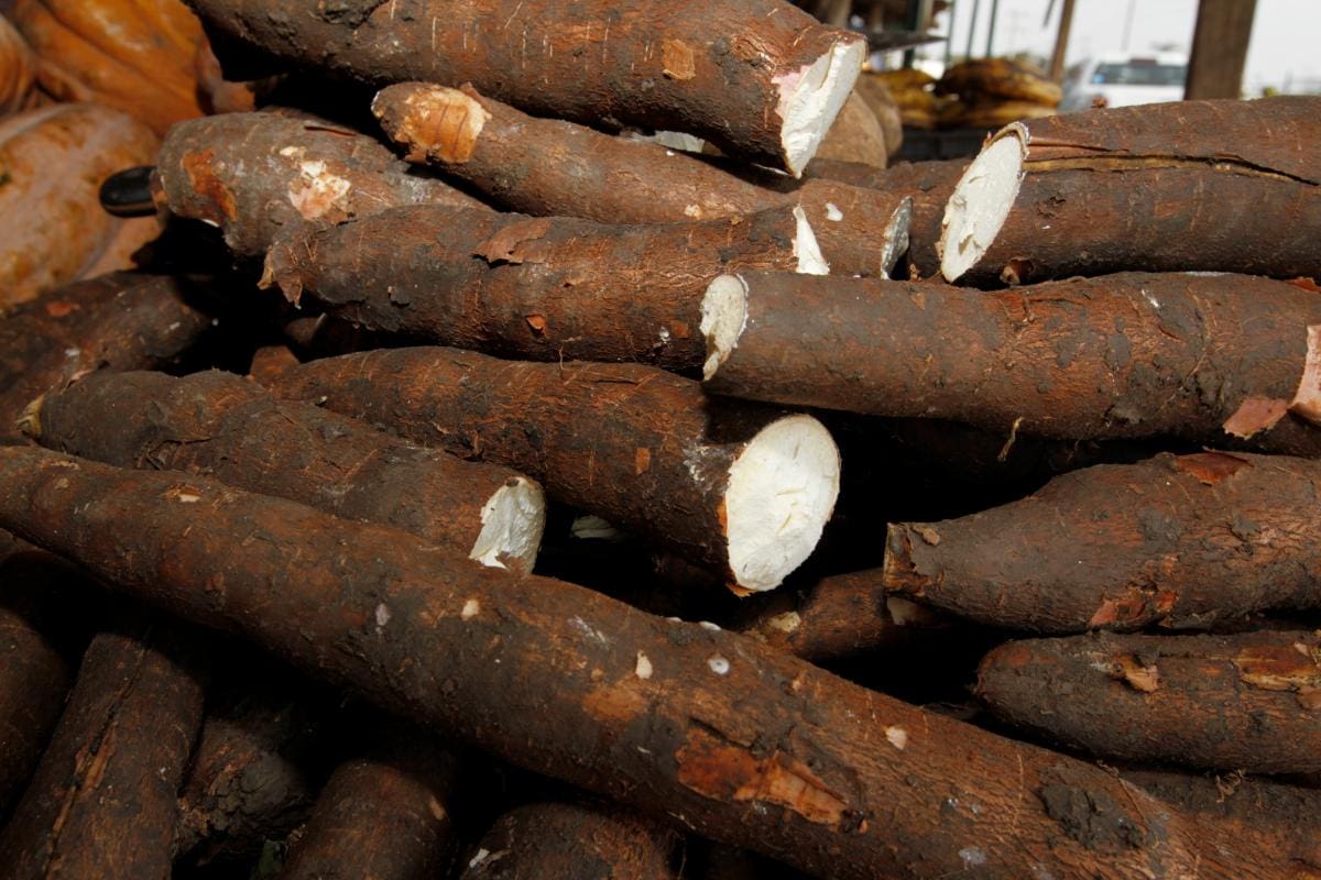 Los cinco cultivos más productivos de Bolívar