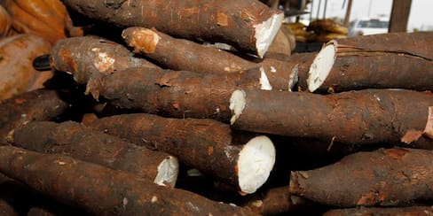 Los cinco cultivos más productivos de Bolívar