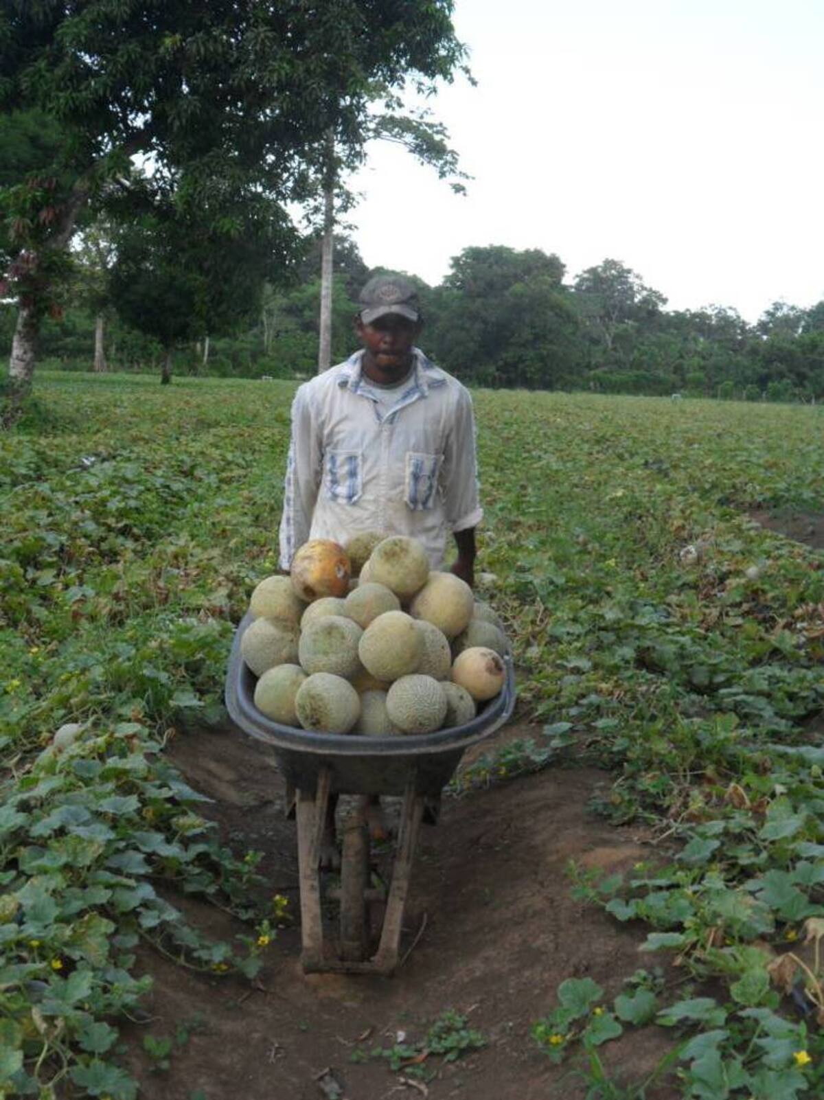 Cada hectárea de melón produce en promedio 28 toneladas. HERMES FIGUEROA - EL UNIVERSAL