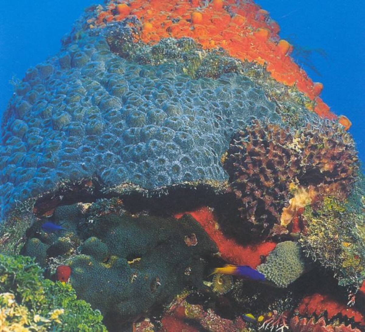 El 77% de la extensión de los corales se encuentra en la Reserva de Biósfera Seaflower.