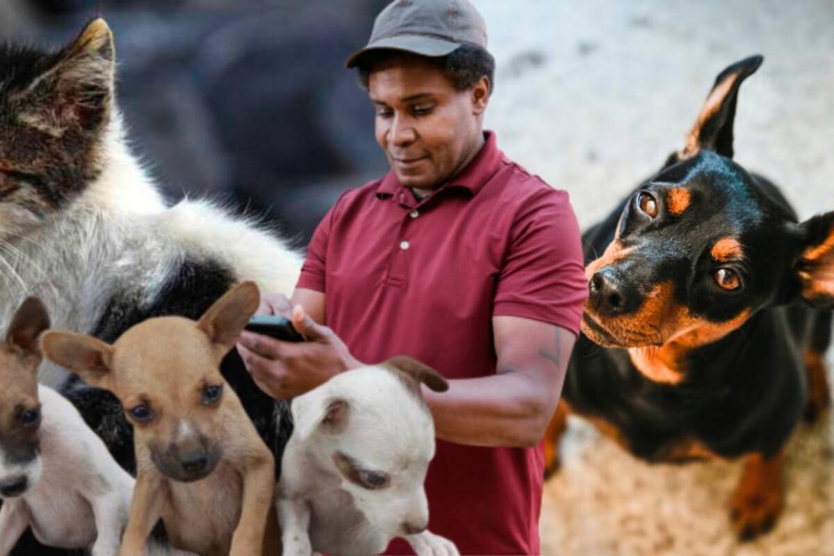 ¿Qué hacer si un animal de la calle en Cartagena necesita atención?