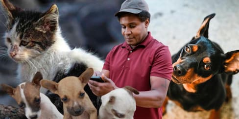 ¿Qué hacer si un animal de la calle en Cartagena necesita atención?
