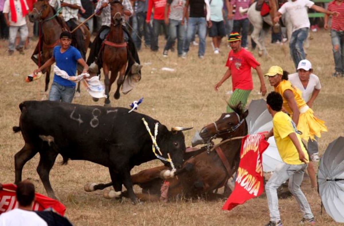 Este caballo resultó corneado por uno de los toros de la ganadería de Milad Barguil. MANUEL SANTIAGO PÉREZ - EL UNIVERSAL -