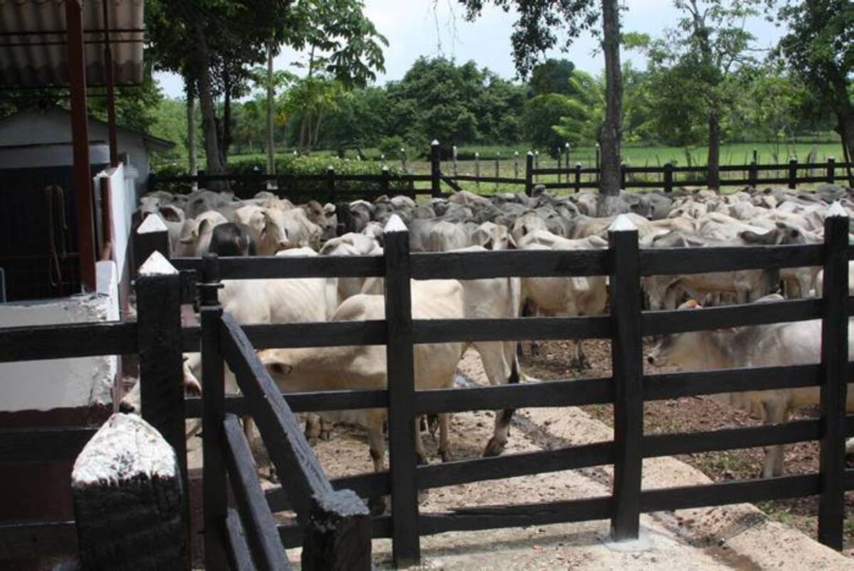 Colombia sigue conquistando mercados para exportar carne bovina por el mundo, gracias a que le han aprobado los documentos que certifican que cumple con todos los requisitos sanitarios exigidos.