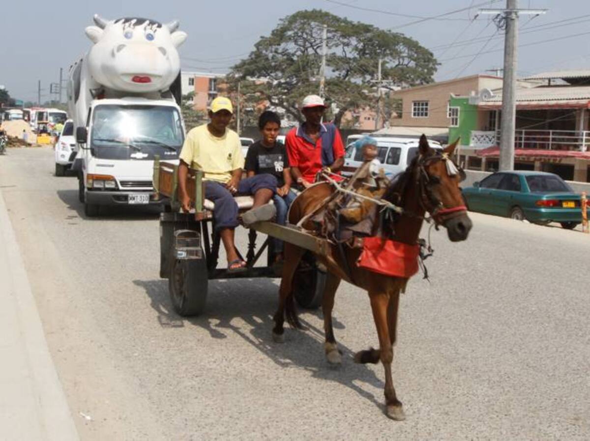 Los gobiernos de ciudades como Bogotá también pidieron plazo al Gobierno Nacional para definir la suerte de los vehículos de tracción animal, teniendo en cuenta que aún no tienen los planes de sustitución de este medio de transporte de carga. JULIO CASTAÑO BELTRÁN - EL UNIVERSAL