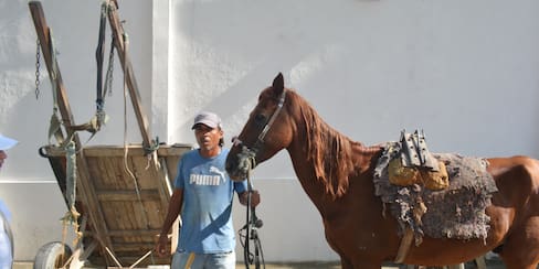 57 conductores de vehículos de tracción animal entregan carretas y animales